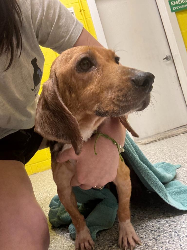 Nellie, Adoptable, Adult Female Beagle.