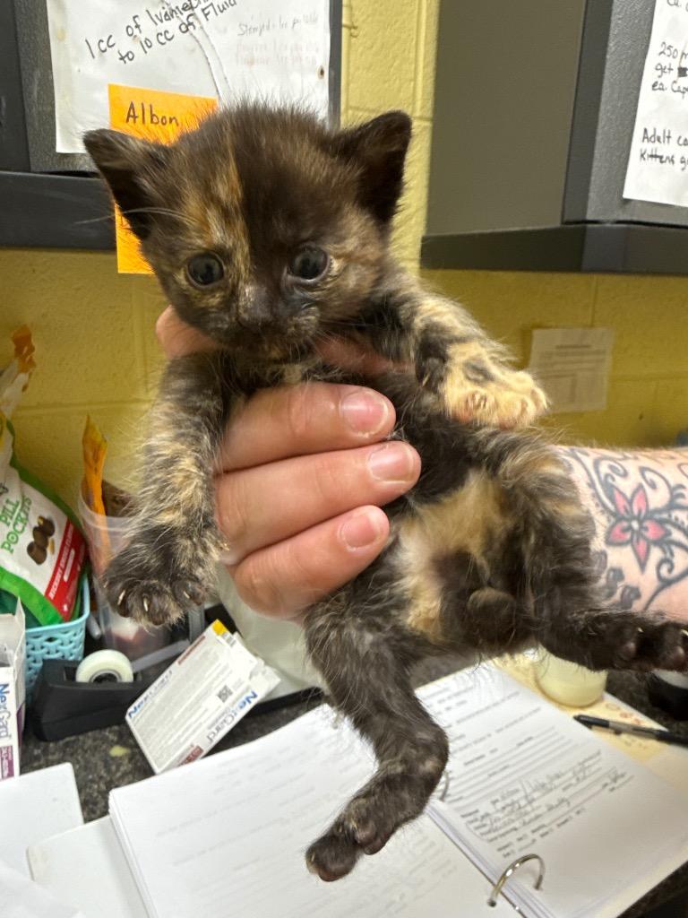 DUCHESS, Adopted, Kitten Female Domestic Short Hair.