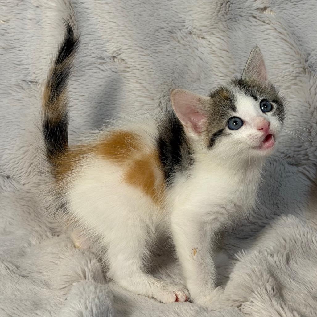 Rose, Adoptable, Kitten Female Domestic Short Hair.
