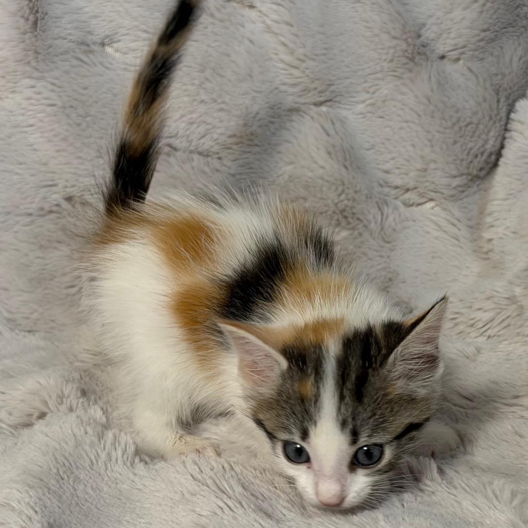 Enlarge Rose, a Adoptable Domestic Short Hair in Flower Mound, TX image 3/6