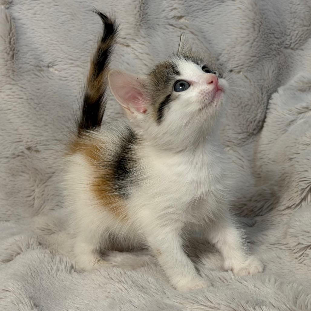 Enlarge Rose, a Adoptable Domestic Short Hair in Flower Mound, TX image 4/6
