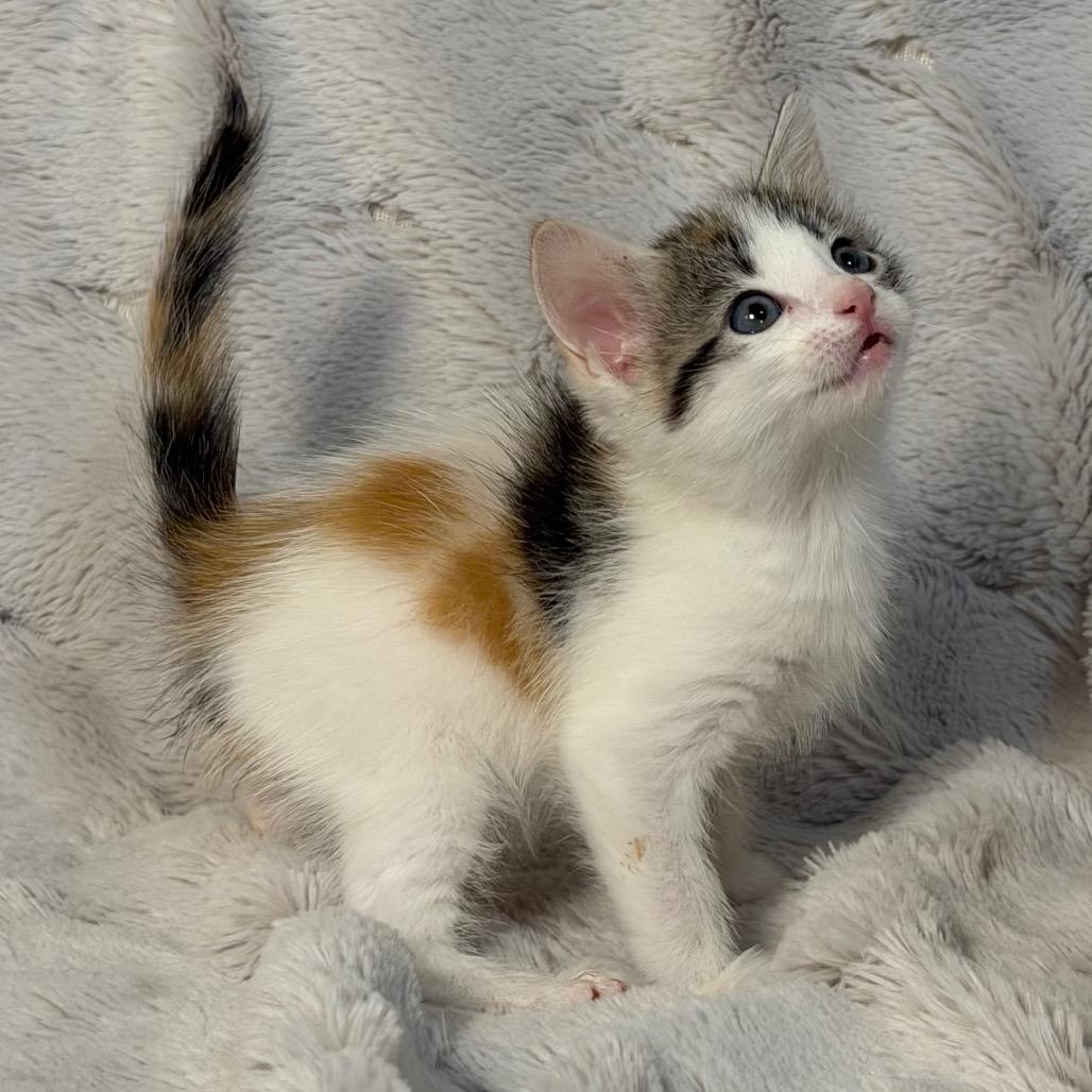 Enlarge Rose, a Adoptable Domestic Short Hair in Flower Mound, TX image 5/6