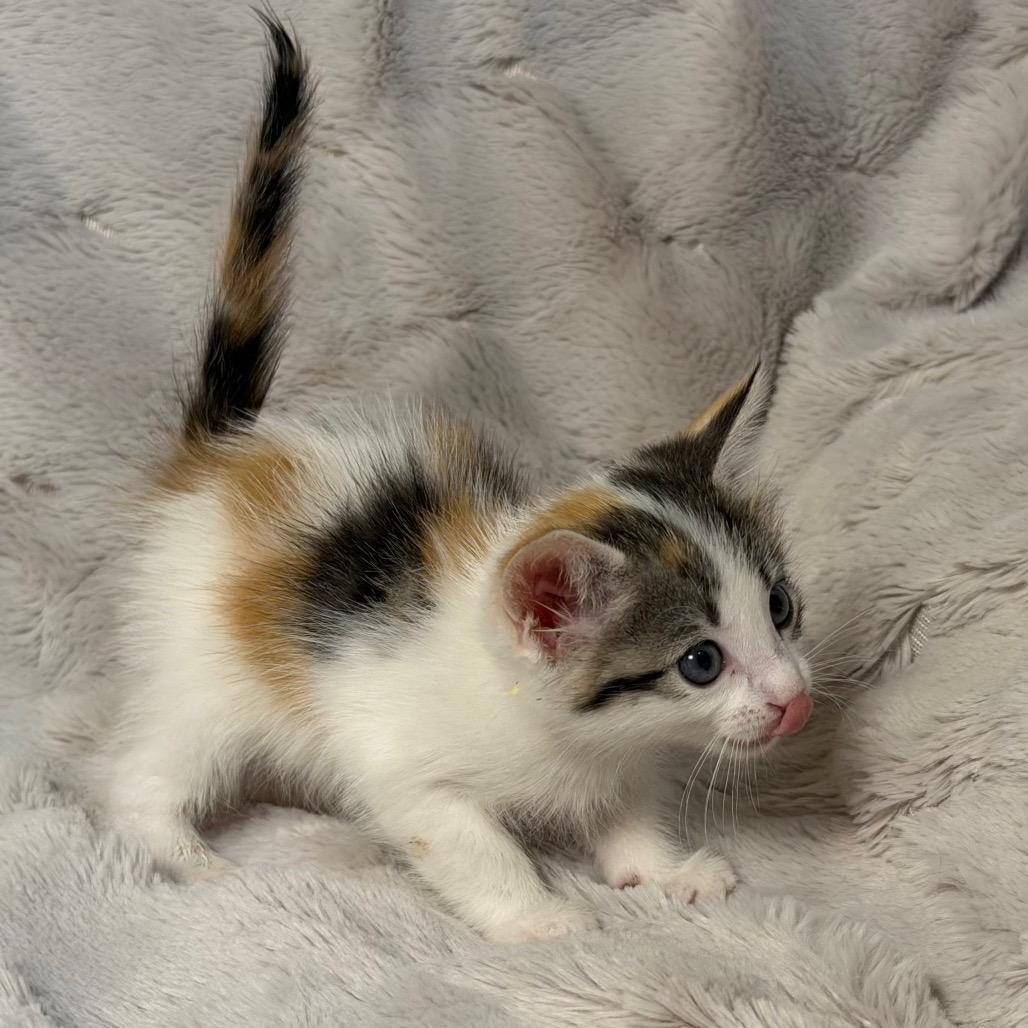 Enlarge Rose, a Adoptable Domestic Short Hair in Flower Mound, TX image 6/6