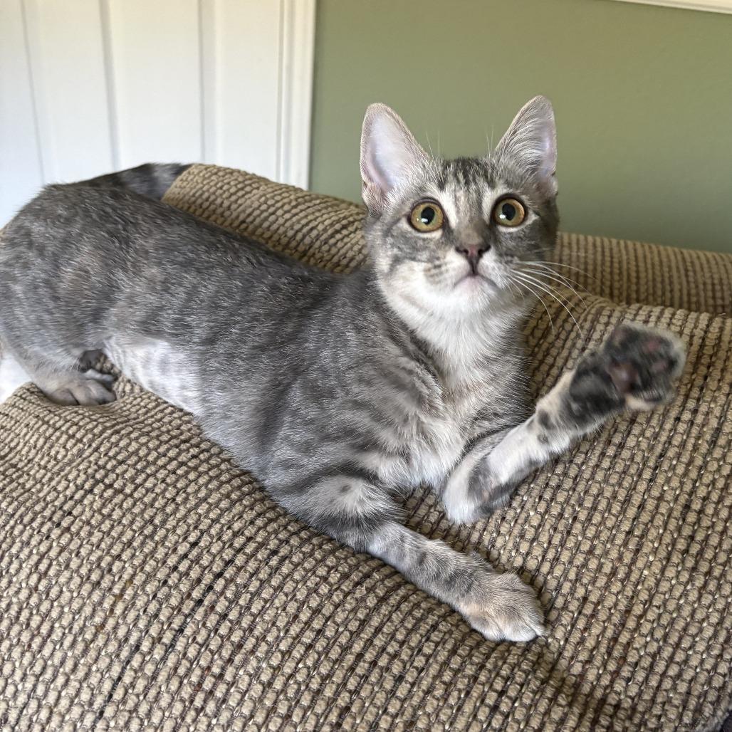 Enlarge Betty, a Adoptable Domestic Short Hair in Leander, TX image 1/5
