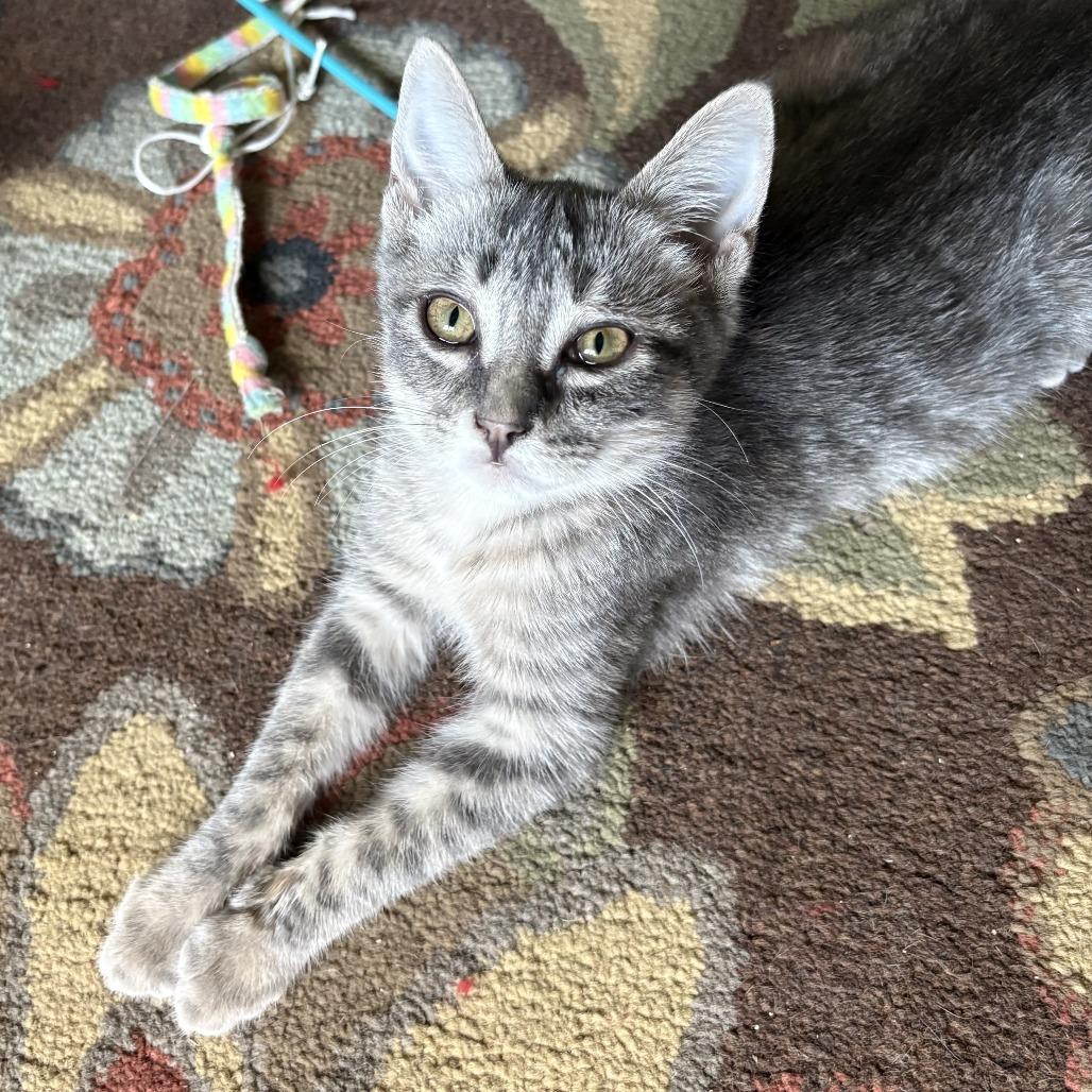 Enlarge Betty, a Adoptable Domestic Short Hair in Leander, TX image 2/5