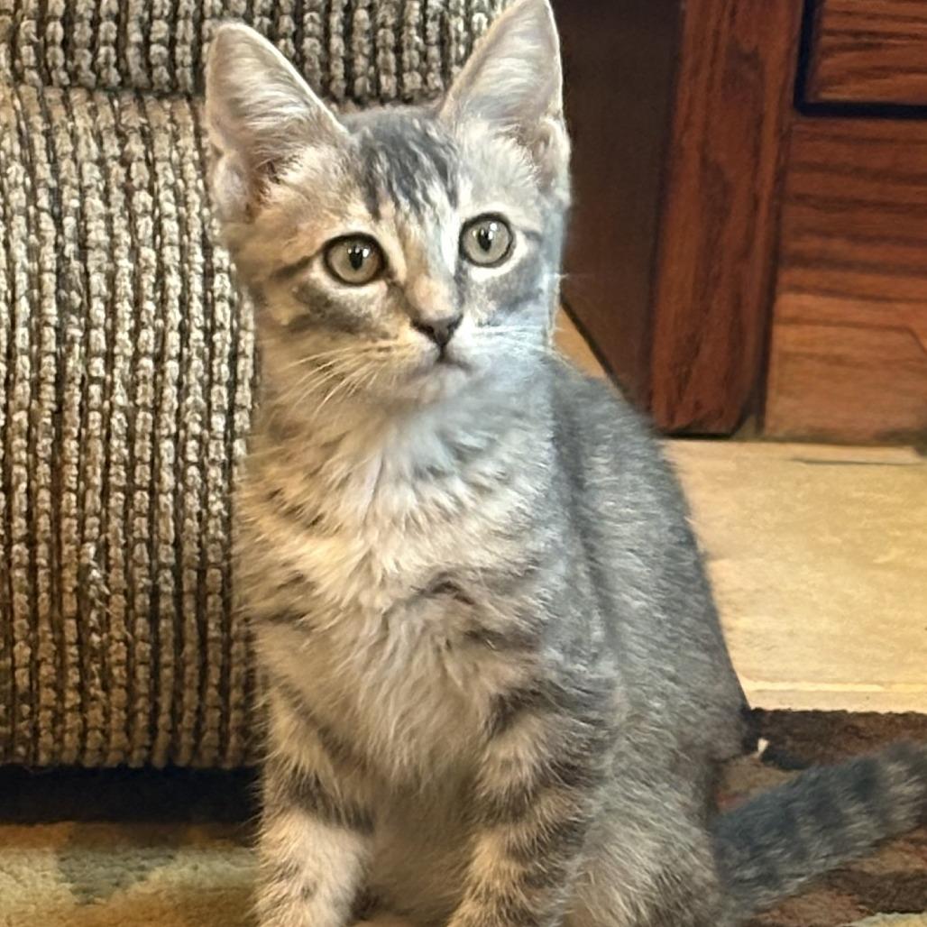 Enlarge Betty, a Adoptable Domestic Short Hair in Leander, TX image 3/5