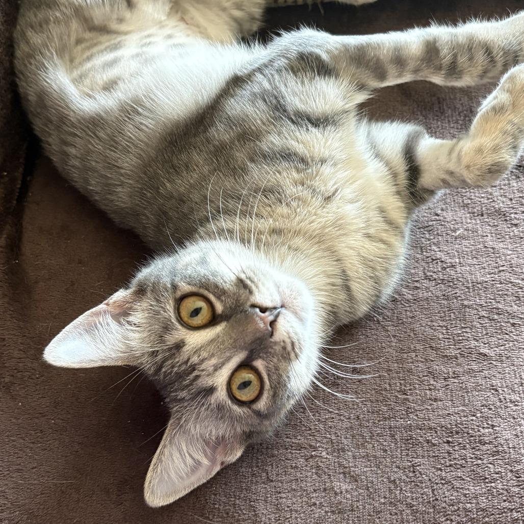Enlarge Betty, a Adoptable Domestic Short Hair in Leander, TX image 4/5