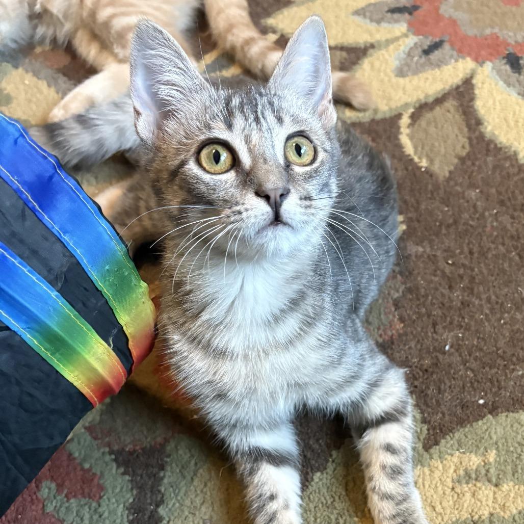 Enlarge Betty, a Adoptable Domestic Short Hair in Leander, TX image 5/5