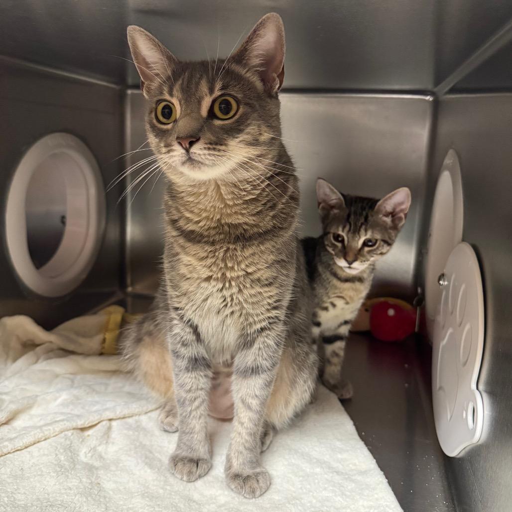 Enlarge Pastrami, a Adoptable Domestic Short Hair in Providence, RI image 1/4