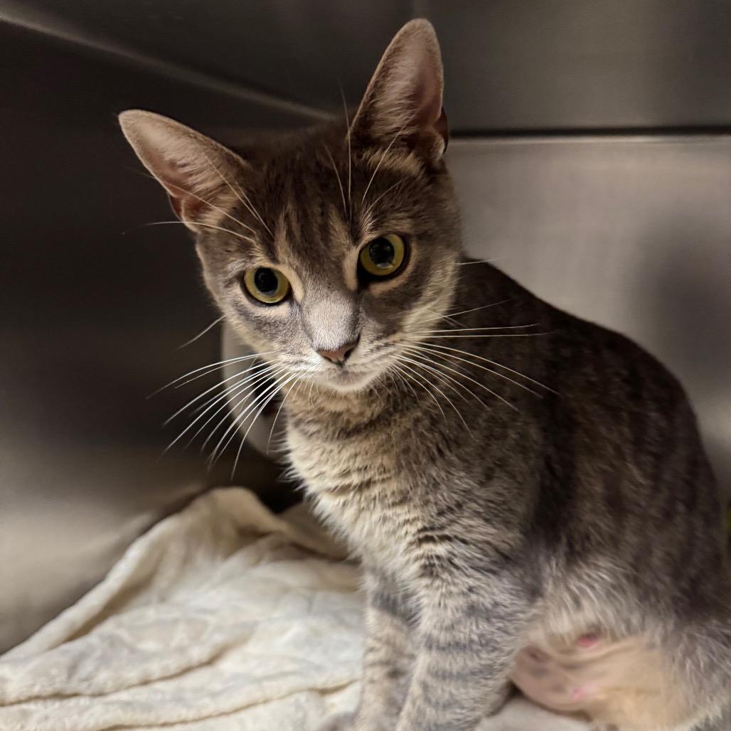 Enlarge Pastrami, a Adoptable Domestic Short Hair in Providence, RI image 2/4
