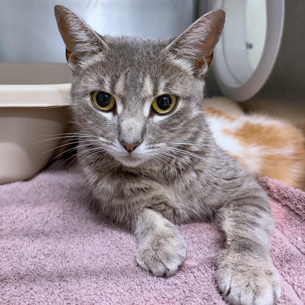Enlarge Pastrami, a Adoptable Domestic Short Hair in Providence, RI image 3/4