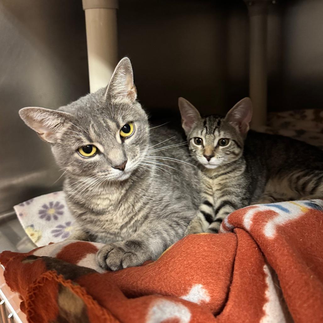 Enlarge Pastrami, a Adoptable Domestic Short Hair in Providence, RI image 4/4