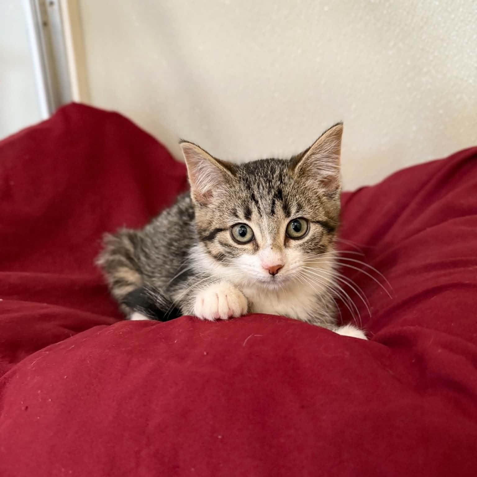 Piccata, a ADOPTABLE mixed breed in Penn Yan, NY image 2/3