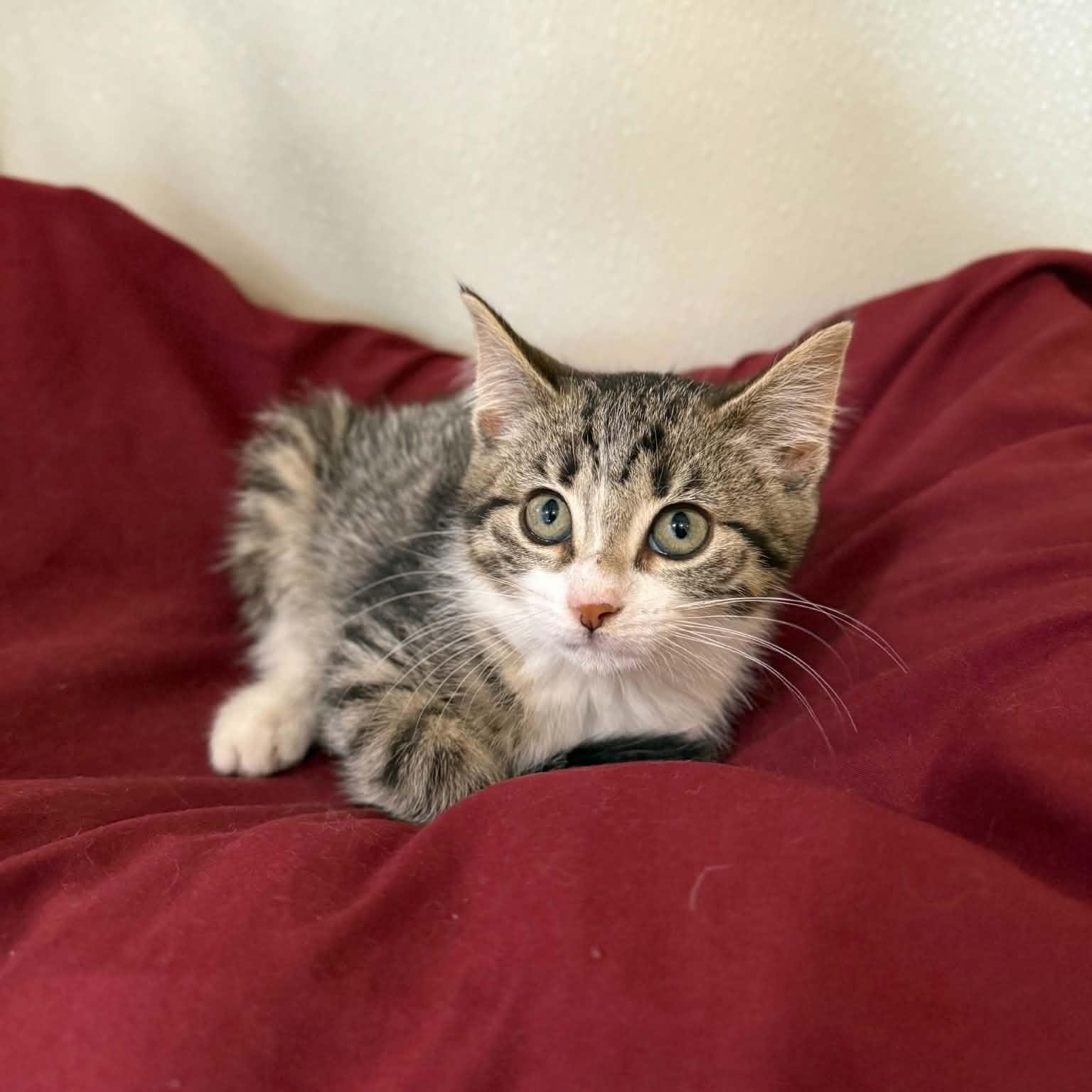 Piccata, a ADOPTABLE mixed breed in Penn Yan, NY image 3/3