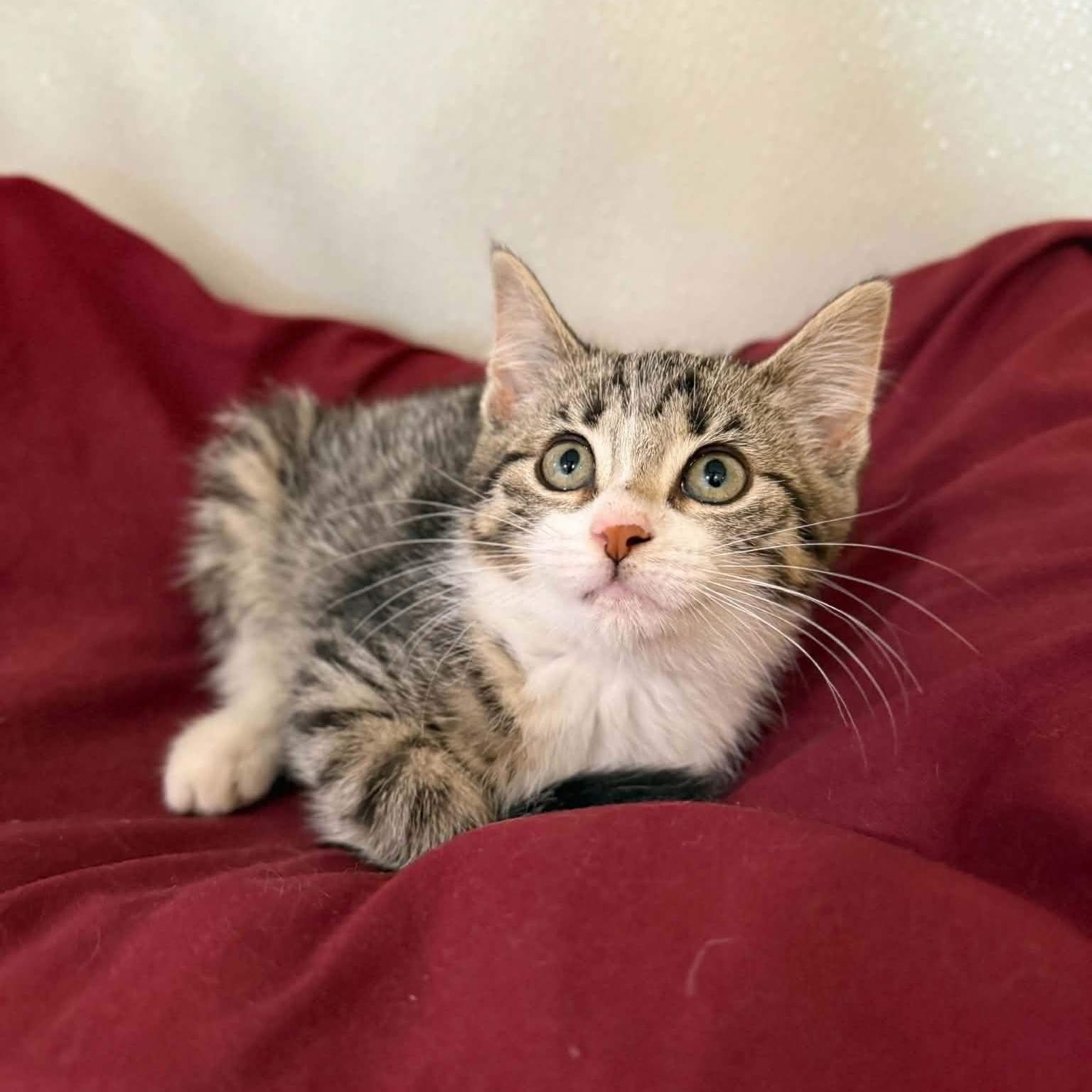 Piccata, ADOPTABLE, Kitten Female Domestic Short Hair & Tabby.