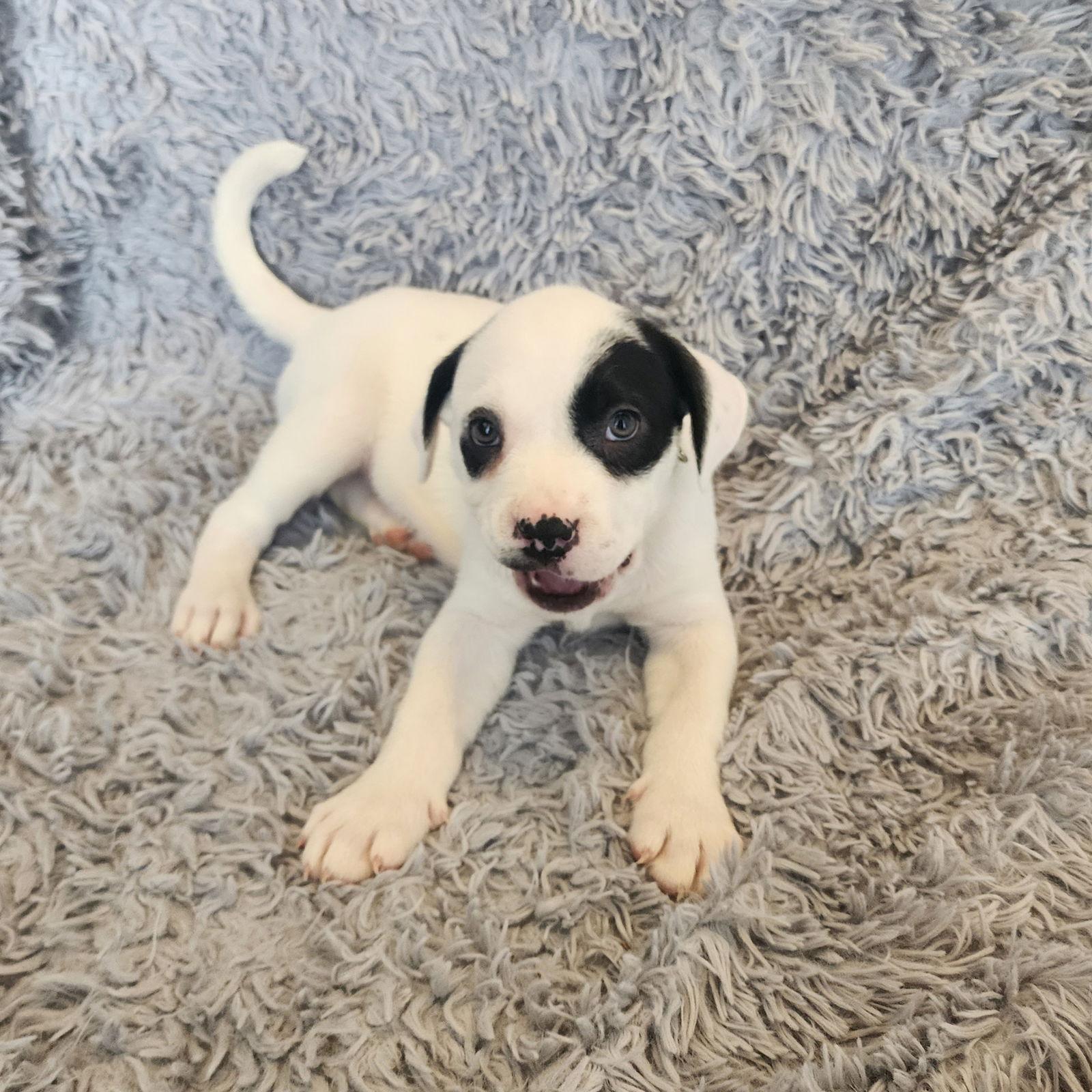 Tchotchke, Adoptable, Young Male Pit Bull Terrier.