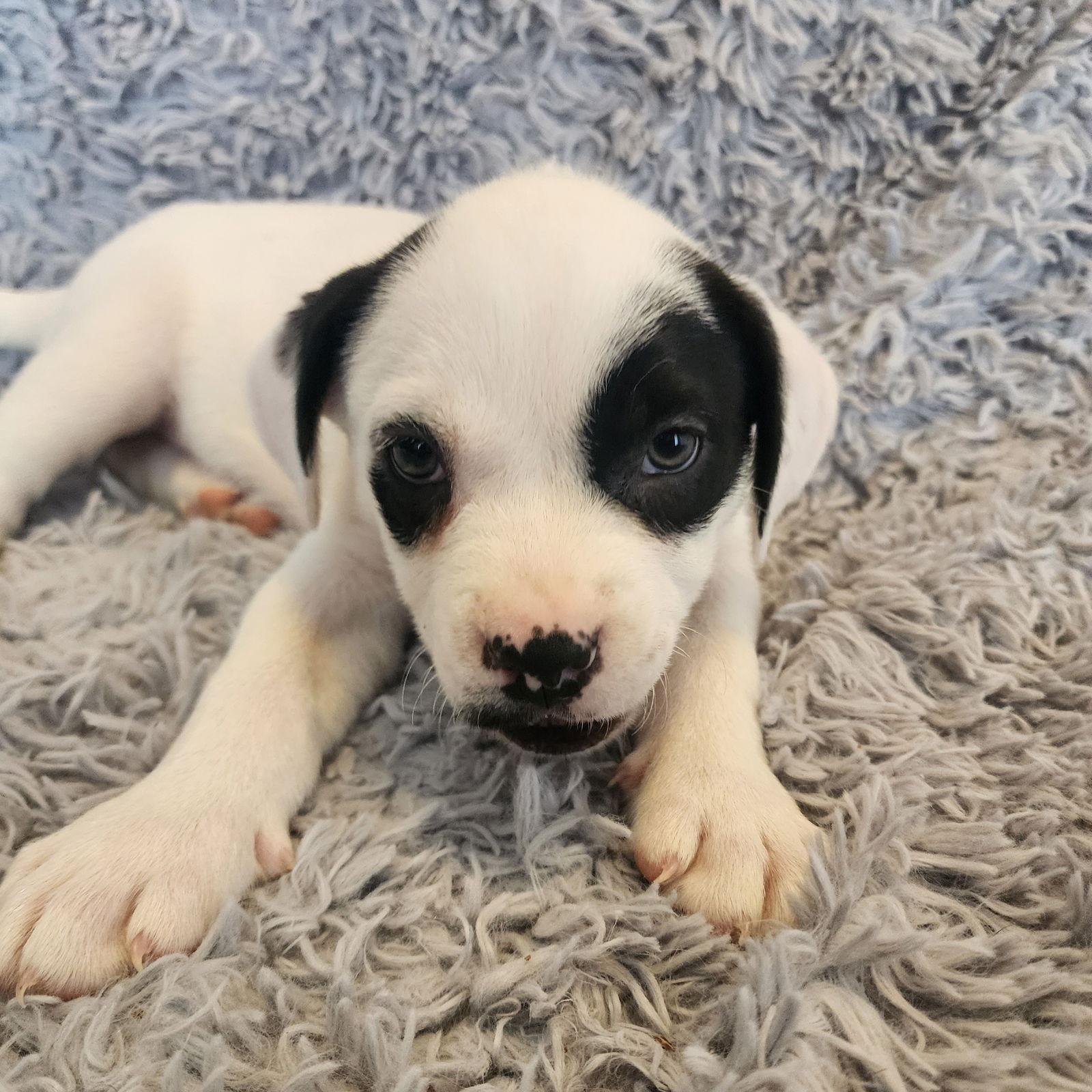 Enlarge Tchotchke, a Adoptable Pit Bull Terrier in Fargo, ND image 2/3