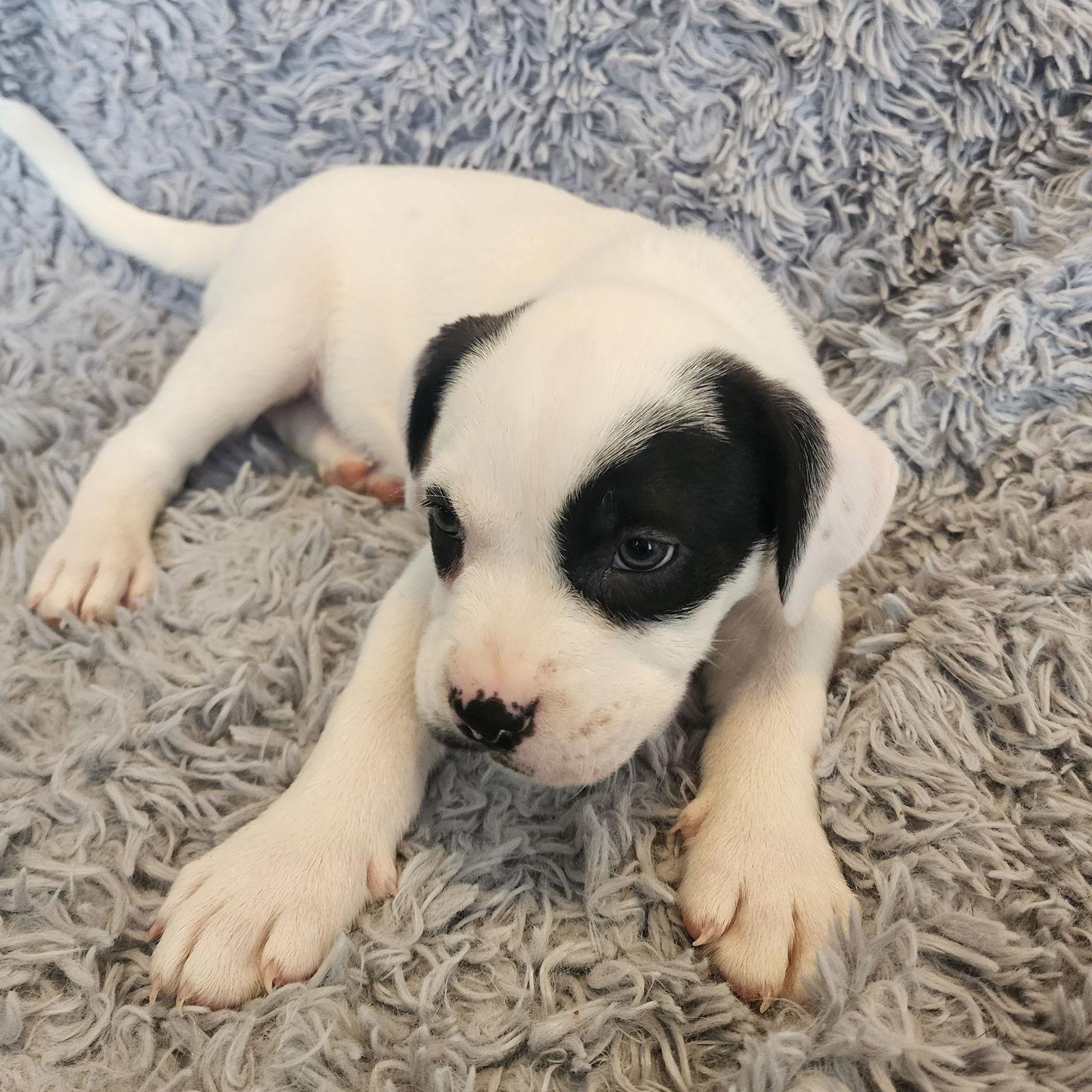 Enlarge Tchotchke, a Adoptable Pit Bull Terrier in Fargo, ND image 3/3