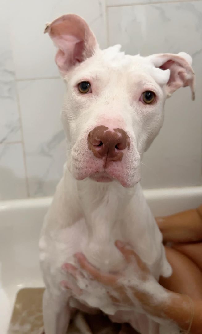 Enlarge Alaska, a Adopted Pit Bull Terrier in Pflugerville, TX image 1/10