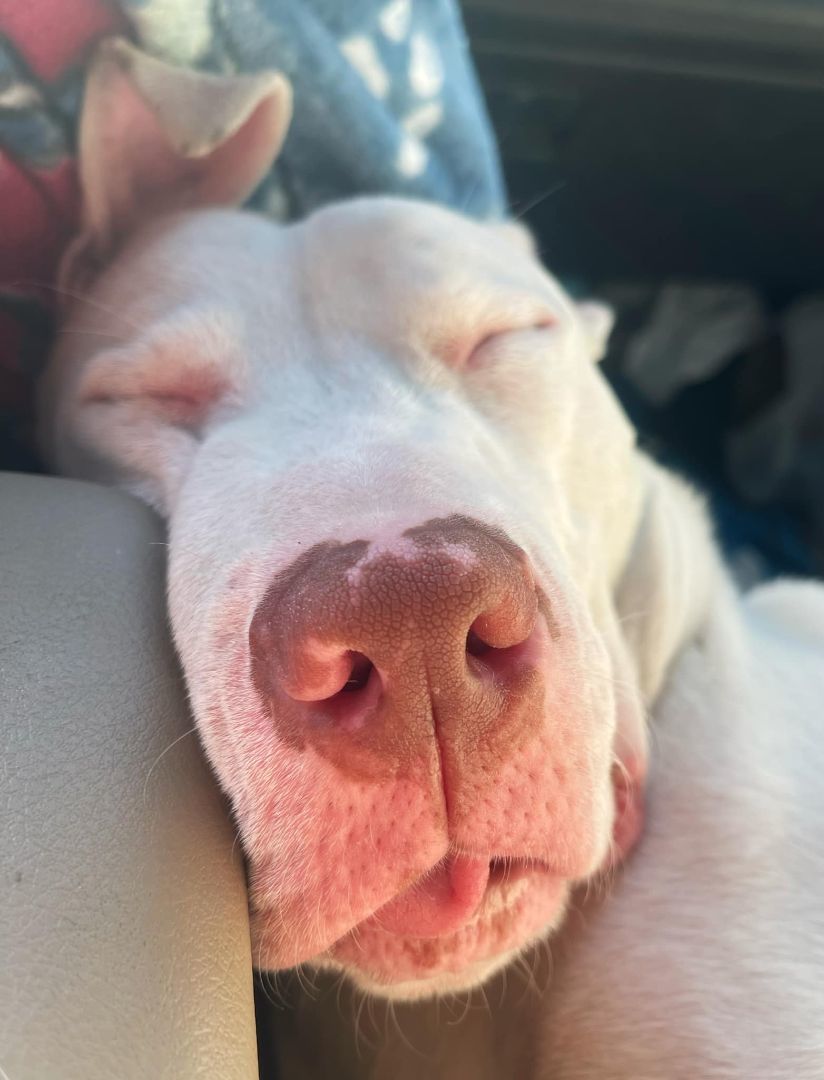 Enlarge Alaska, a Adopted Pit Bull Terrier in Pflugerville, TX image 2/10