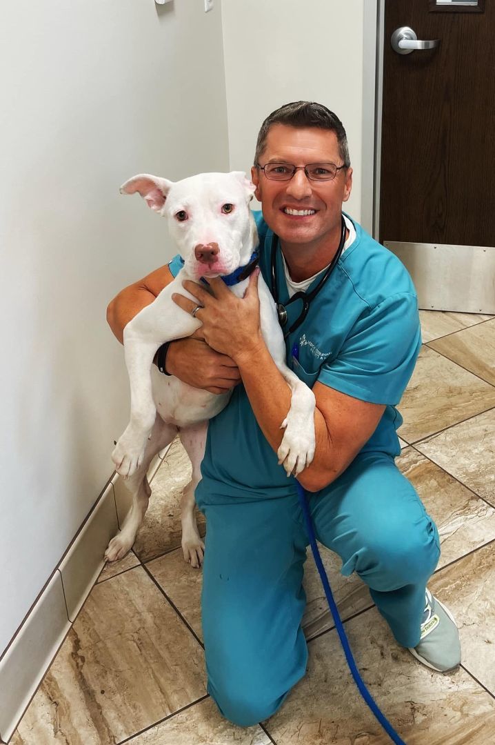 Enlarge Alaska, a Adopted Pit Bull Terrier in Pflugerville, TX image 3/10