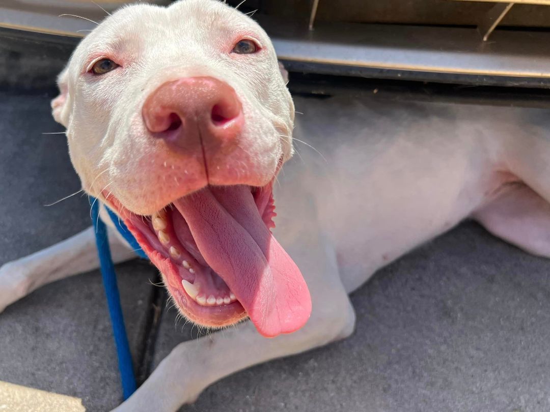 Enlarge Alaska, a Adopted Pit Bull Terrier in Pflugerville, TX image 4/10