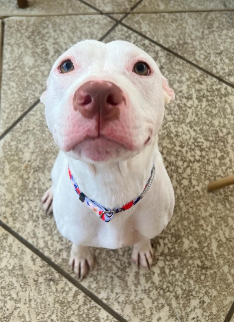 Enlarge Alaska, a Adopted Pit Bull Terrier in Pflugerville, TX image 5/10