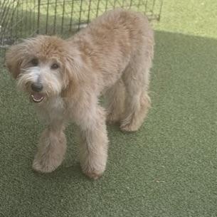 KIWI, an adoptable Miniature Poodle, Terrier in cheyenne, WY, 82009 | Photo Image 1
