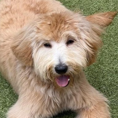 KIWI, an adoptable Miniature Poodle, Terrier in cheyenne, WY, 82009 | Photo Image 4