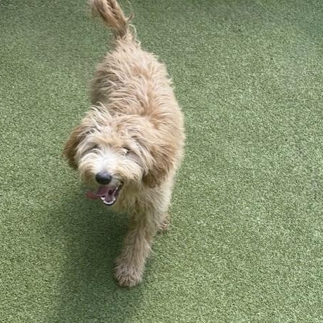 KIWI, an adoptable Miniature Poodle, Terrier in cheyenne, WY, 82009 | Photo Image 2