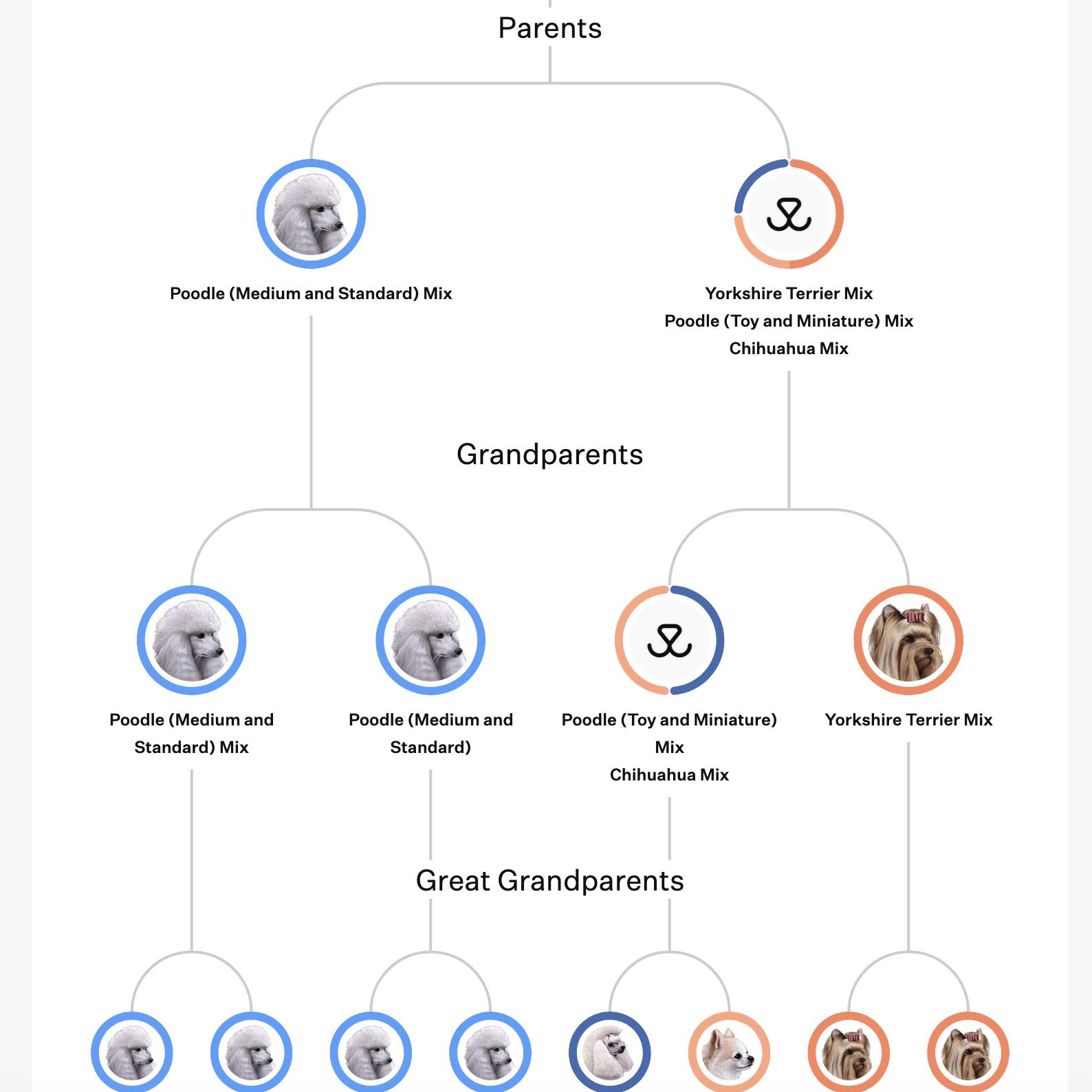 KIWI, an adoptable Miniature Poodle, Terrier in cheyenne, WY, 82009 | Photo Image 6