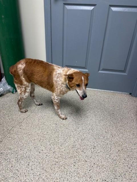 Enlarge Ginger, a ADOPTABLE mixed breed in Conway, AR image 1/1