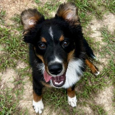 Enlarge Barkley, a Adoptable Mixed Breed in Poplar Bluff, MO image 1/6