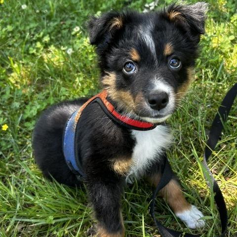 Enlarge Barkley, a Adoptable Mixed Breed in Poplar Bluff, MO image 2/6