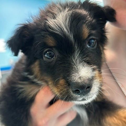 Enlarge Barkley, a Adoptable Mixed Breed in Poplar Bluff, MO image 3/6