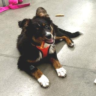 Enlarge Barkley, a Adoptable Mixed Breed in Poplar Bluff, MO image 4/6