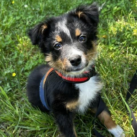 Enlarge Barkley, a Adoptable Mixed Breed in Poplar Bluff, MO image 5/6