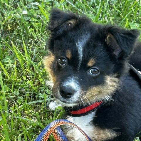 Enlarge Barkley, a Adoptable Mixed Breed in Poplar Bluff, MO image 6/6