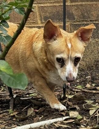 PATTY, a ADOPTABLE Chihuahua in fort worth, TX image 3/4