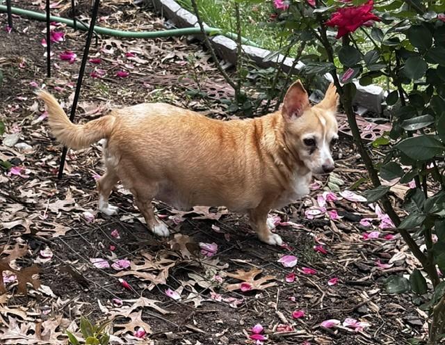 PATTY, a ADOPTABLE Chihuahua in fort worth, TX image 2/4