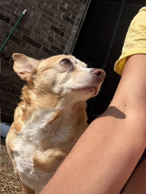 PATTY, ADOPTABLE, Adult Female Chihuahua.