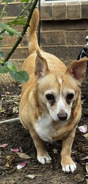PATTY, a ADOPTABLE Chihuahua in fort worth, TX image 4/4