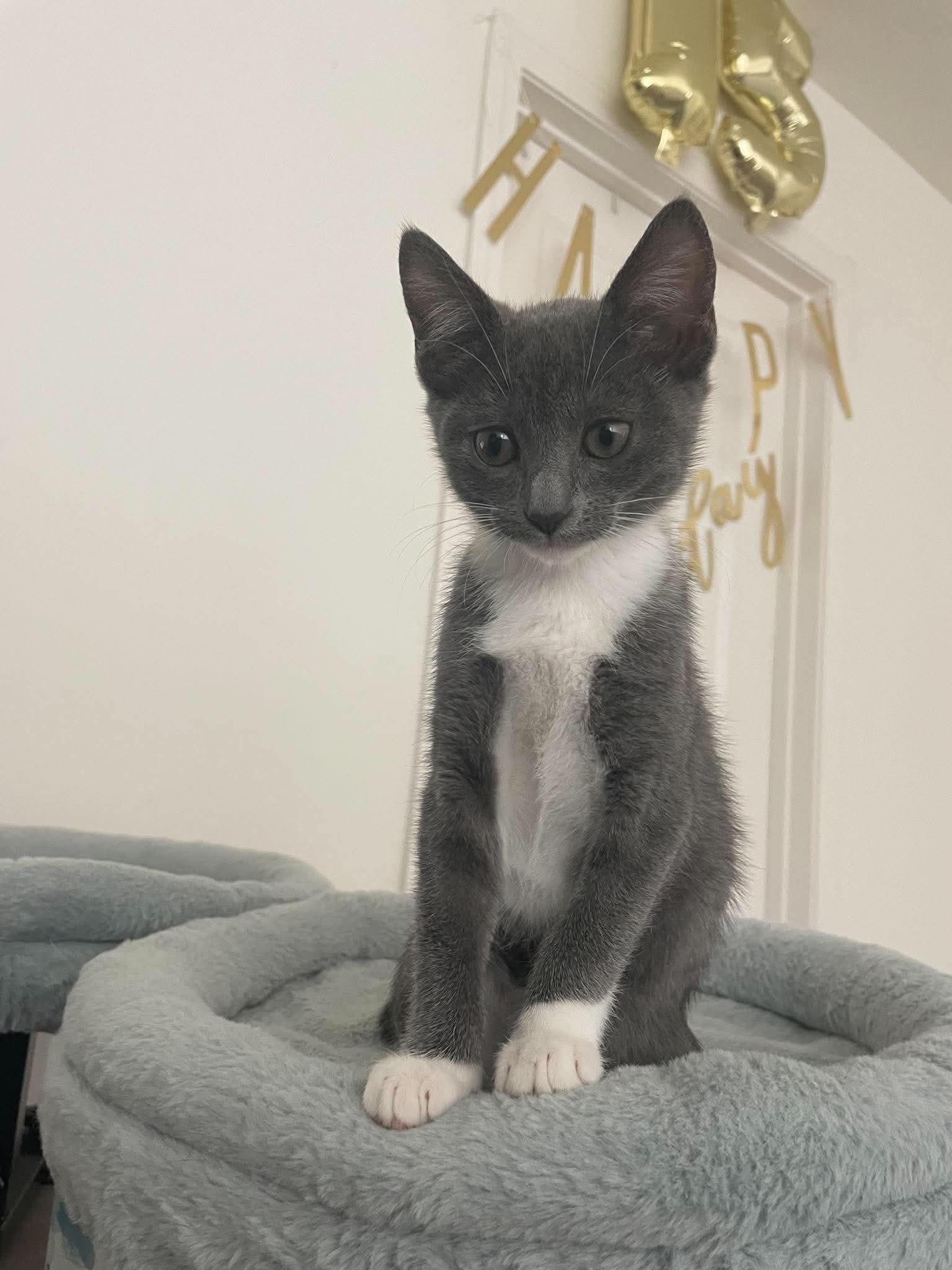 Enlarge Binky, a Adoptable Domestic Short Hair in Oakboro , NC image 1/3