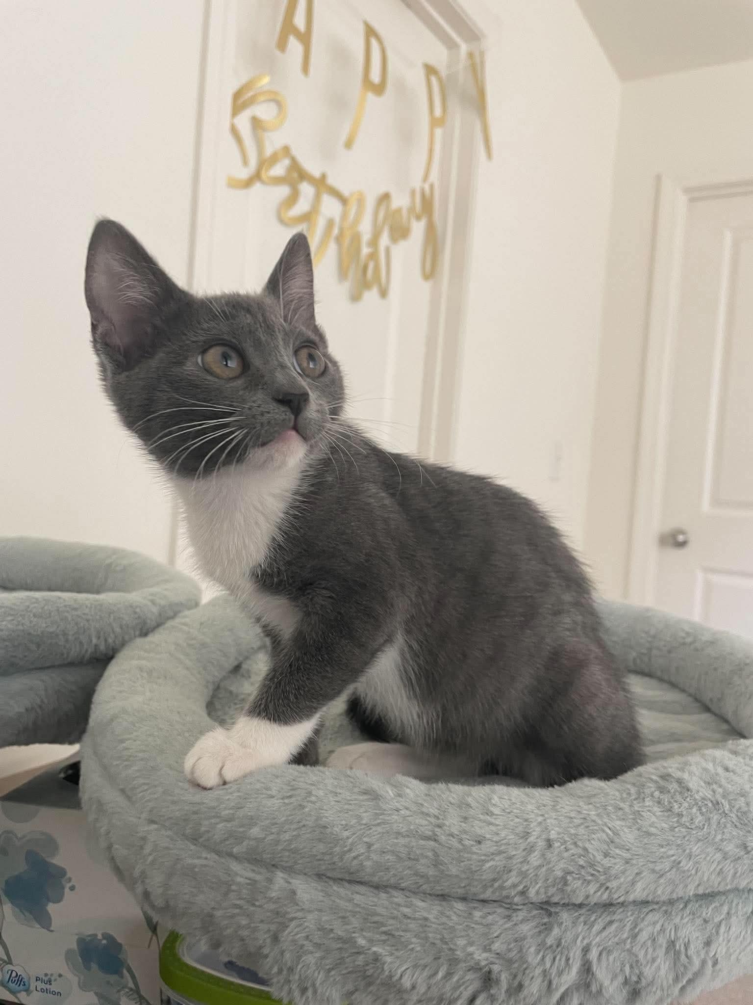 Enlarge Binky, a Adoptable Domestic Short Hair in Oakboro , NC image 3/3