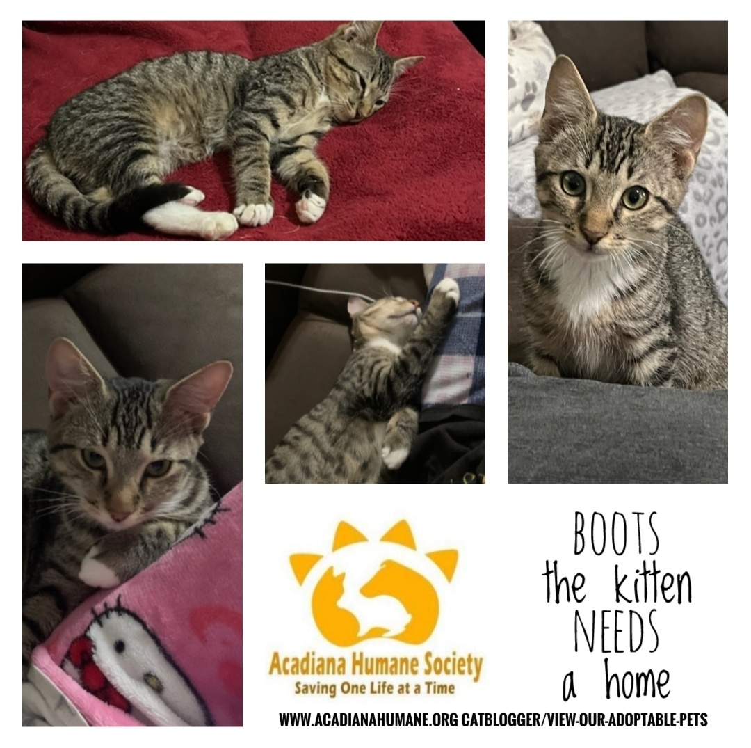 Boots, a Adopted Tabby in Sunset, LA image 6/6