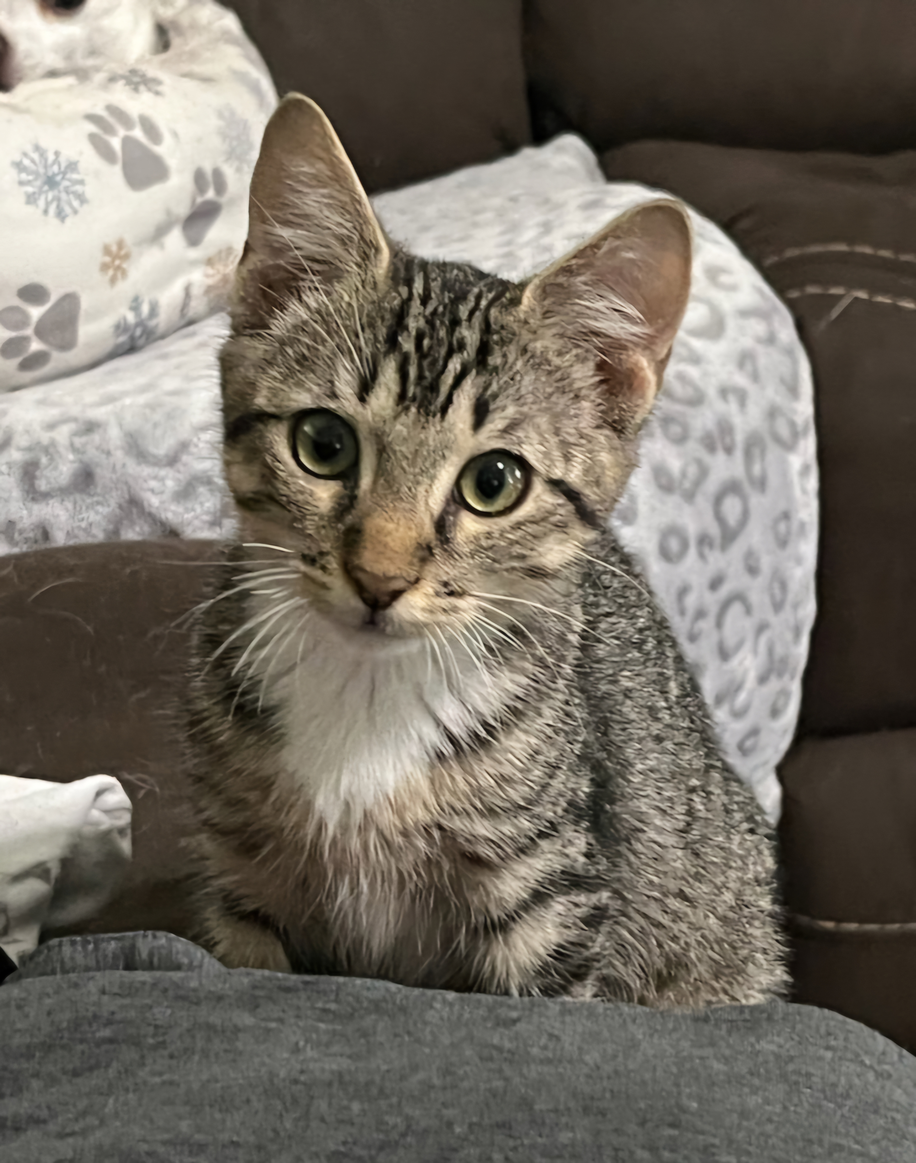 Boots, Adopted, Young Male Tabby.