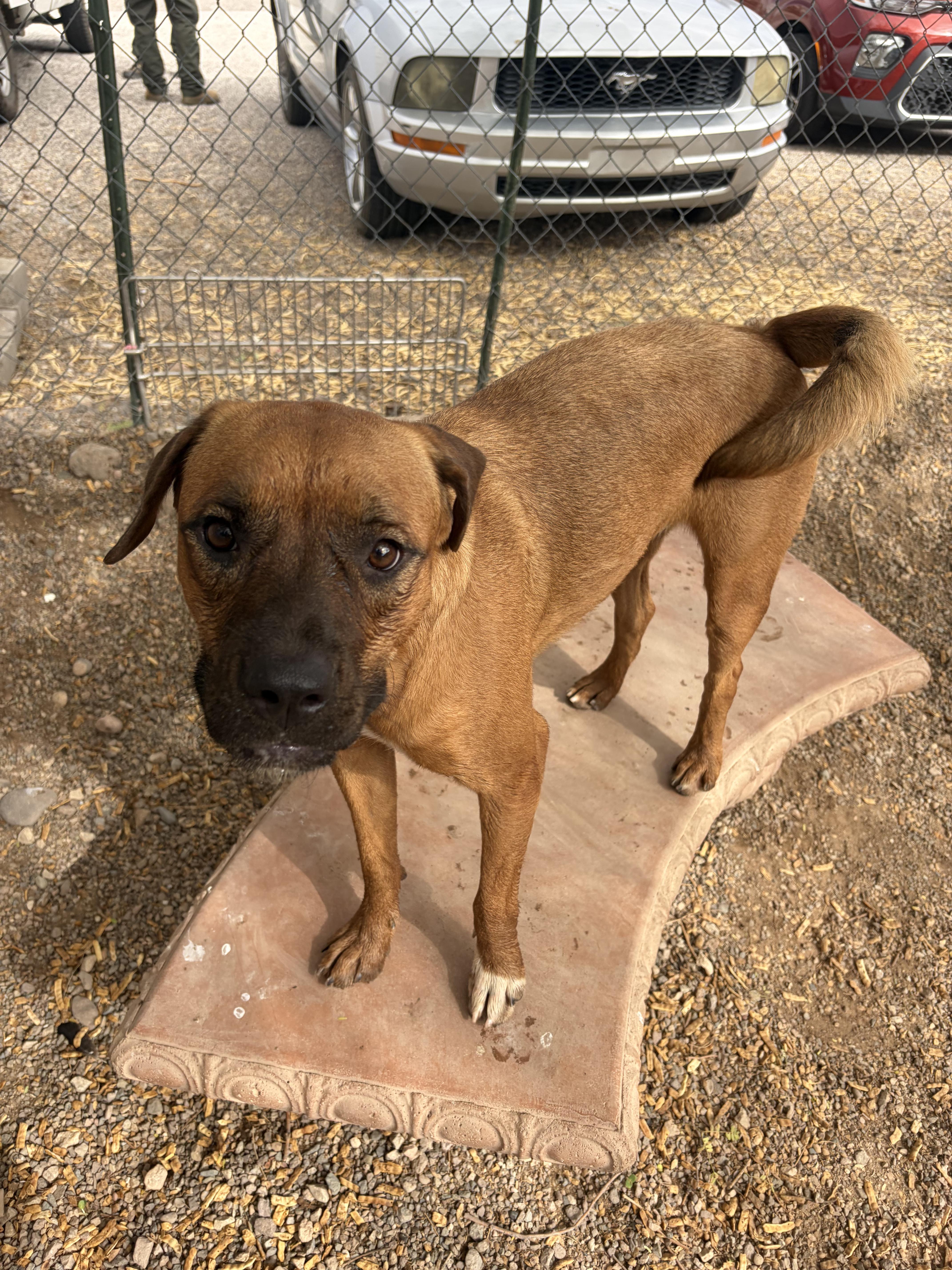 Sasha, Adoptable, Adult Female Boxer.