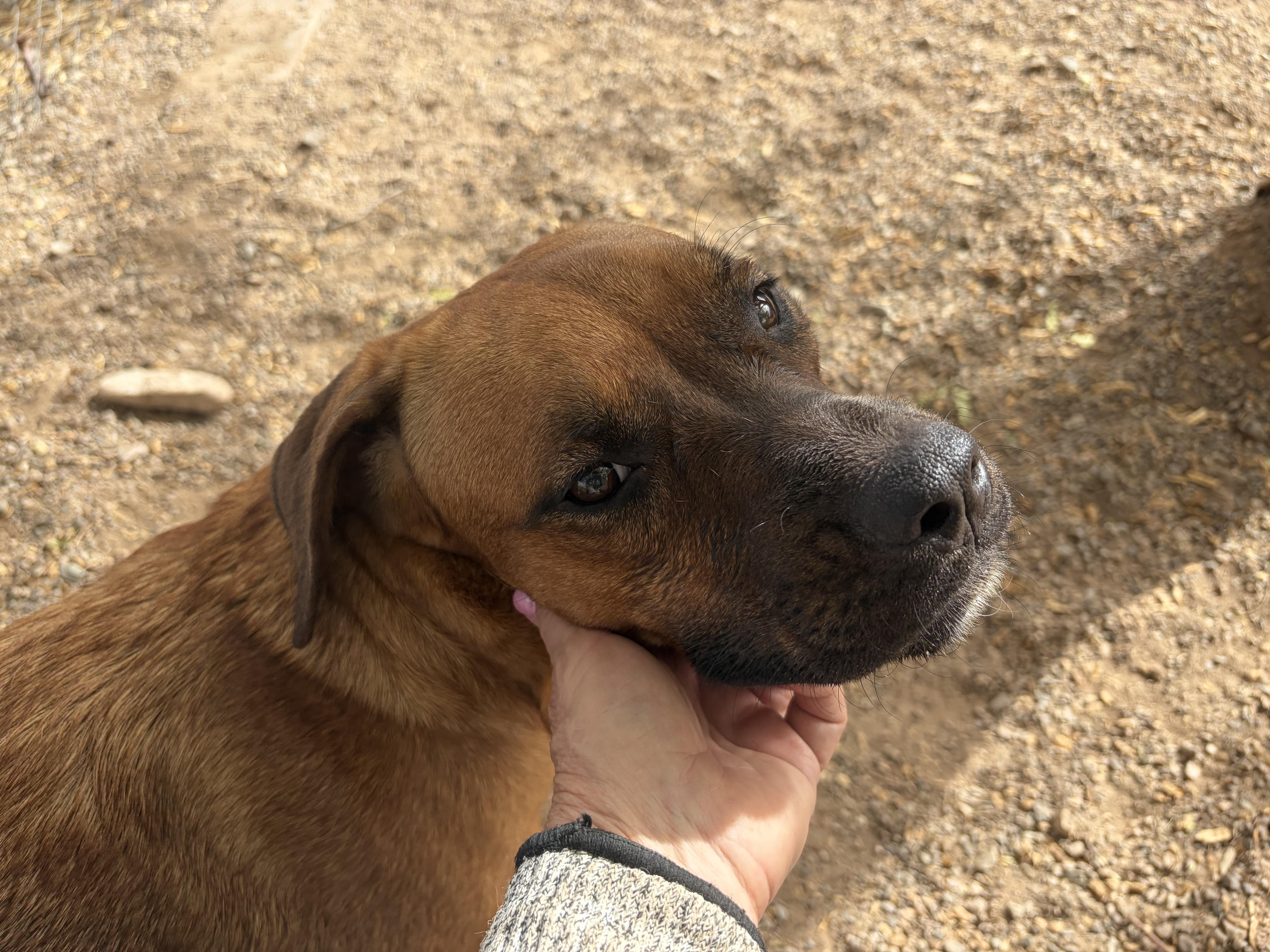 Enlarge Sasha, a Adoptable mixed breed in Parker, AZ image 2/2