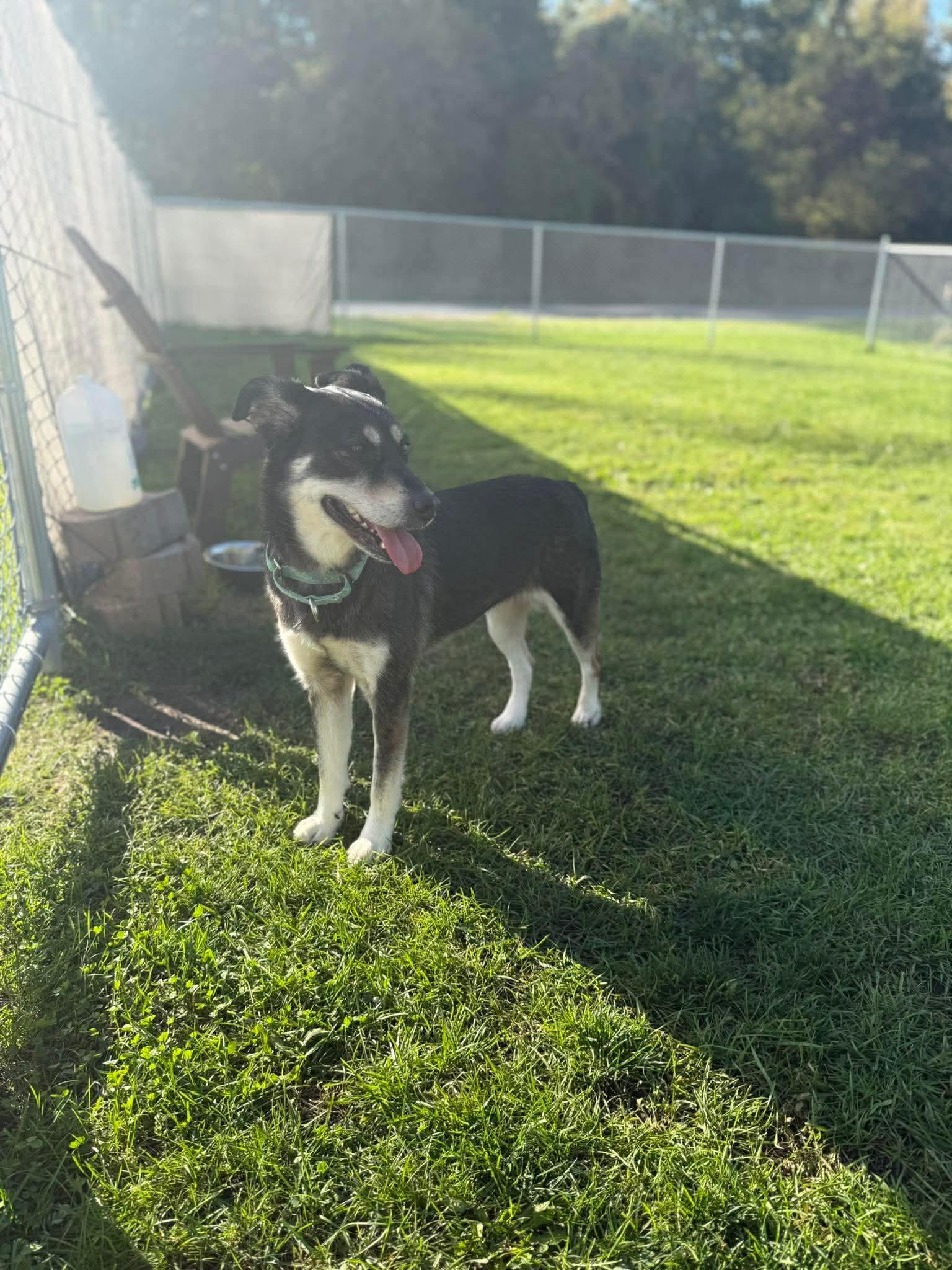 Enlarge Stella Mae, a Adopted mixed breed in Kalamazoo, MI image 3/3
