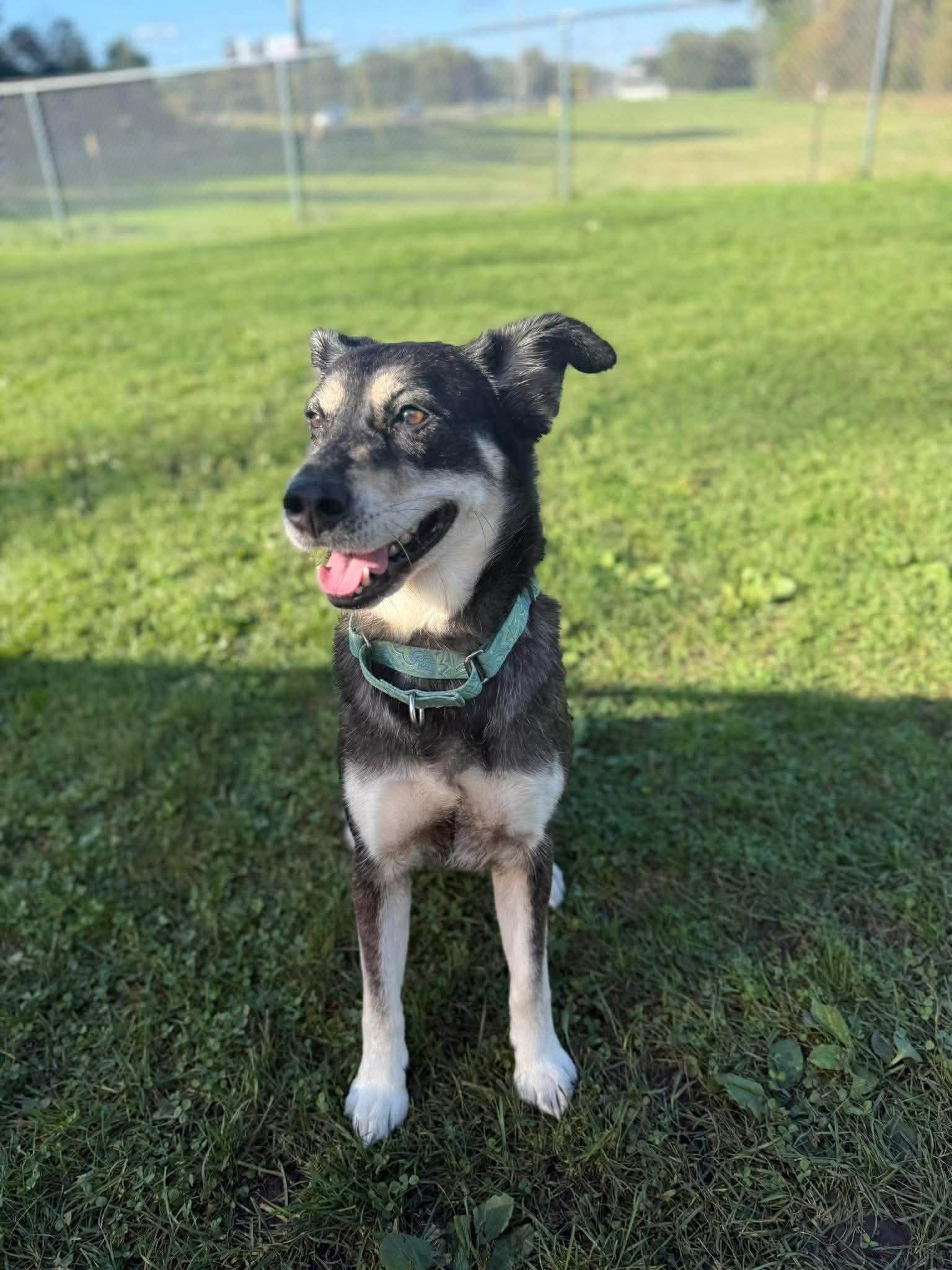 Enlarge Stella Mae, a Adopted mixed breed in Kalamazoo, MI image 2/3